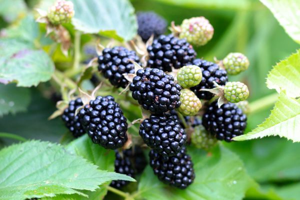 Blackberry Bush Removal in Kennewick