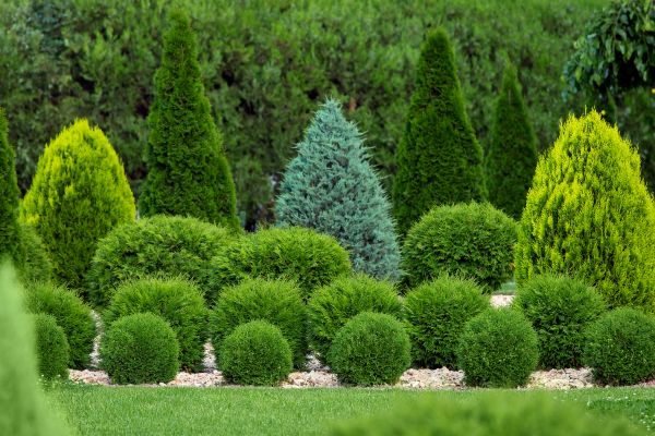 Bush Shaping Service in Kennewick