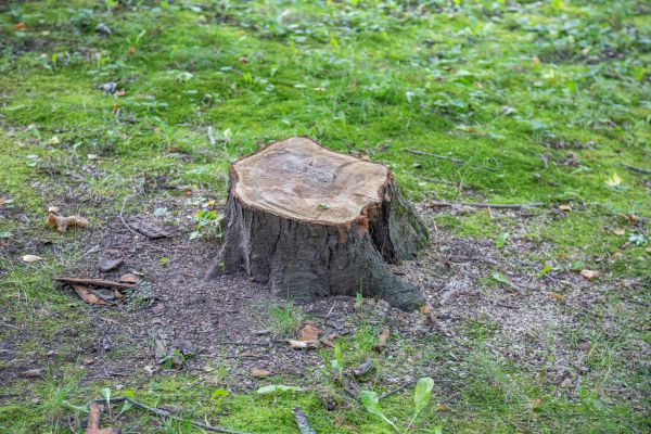 Bush Stump Removal in Kennewick