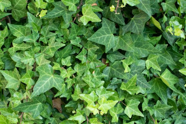 English Ivy Removal in Kennewick