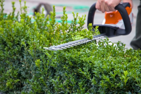 Hedge Pruning in Kennewick