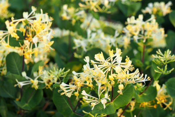 Honeysuckle Removal in Kennewick
