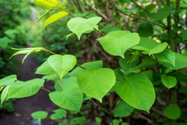 Invasive Plant Removal in Kennewick