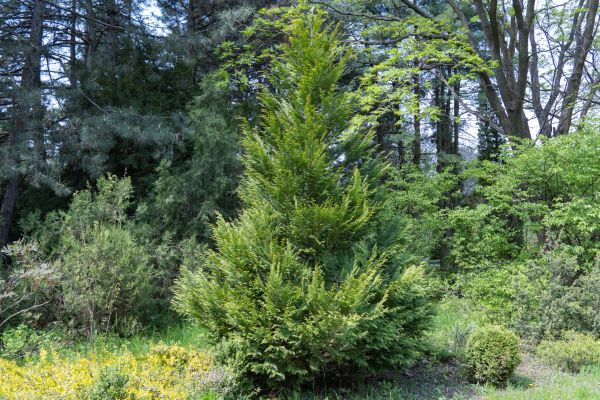 Juniper Pruning in Kennewick