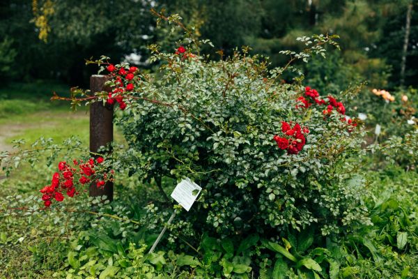Rose Bush Removal in Kennewick
