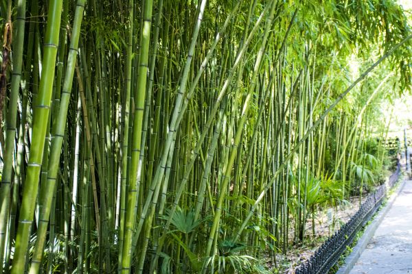 Bamboo Root Removal in Kennewick