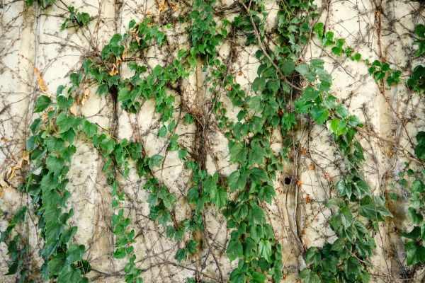 Vine Removal Service in Kennewick