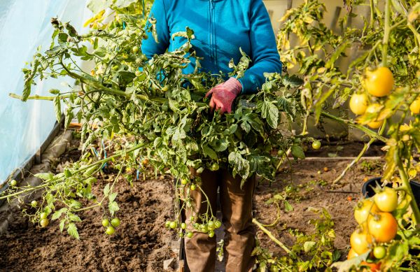 Garden Plant Removal in Kennewick