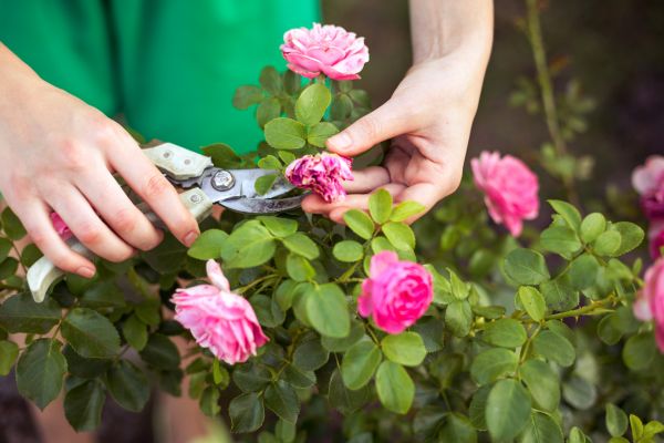 Rose Shearing in Kennewick