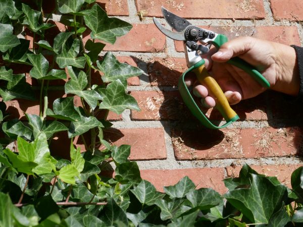 Ivy Removal Service in Kennewick