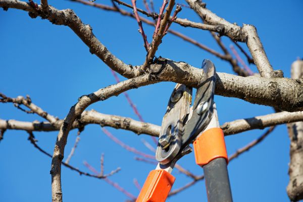 Selective Pruning in Kennewick