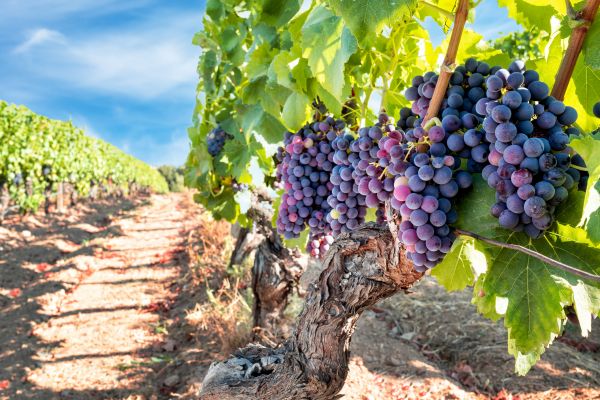 Grapevine Pruning in Kennewick