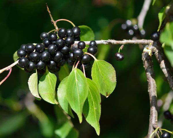 Buckthorn Removal in Kennewick