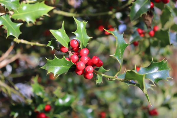 Holly Tree Trimming in Kennewick