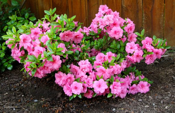 Azaleas Removal in Kennewick