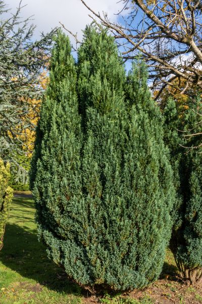 Juniper Trimming in Kennewick