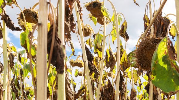 Dead Plant Removal in Kennewick