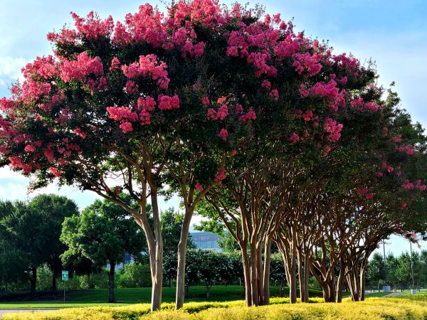 Crepe Myrtle Pruning in Kennewick