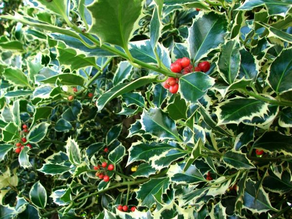 Holly Bushes Trimming in Kennewick