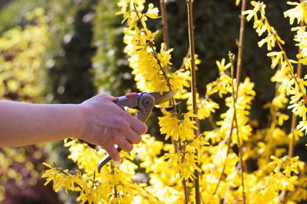 Forsythia Pruning in Kennewick