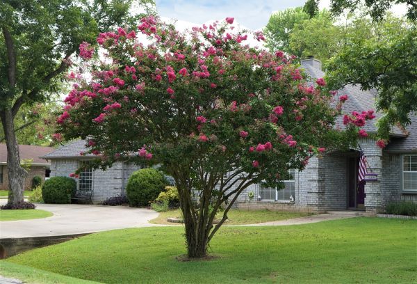 Crepe Myrtle Trimming in Kennewick