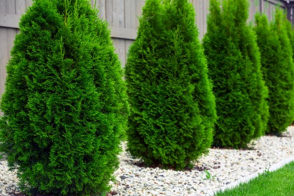 Arborvitae Removal in Kennewick