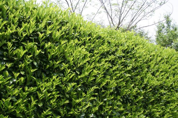 Laurel Shrub Removal in Kennewick