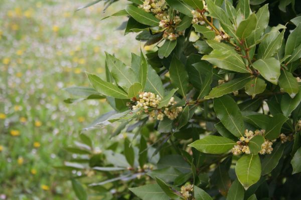 Laurel Trimming in Kennewick