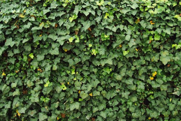 Ivy Pruning service in Kennewick