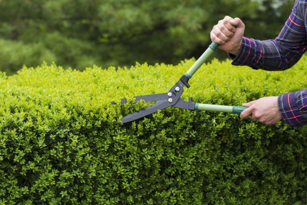 Evergreen Shrub Pruning in Kennewick