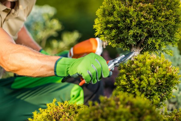 Landscape Pruning Service in Kennewick