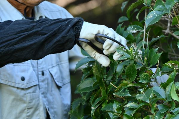 Holly Pruning in Kennewick