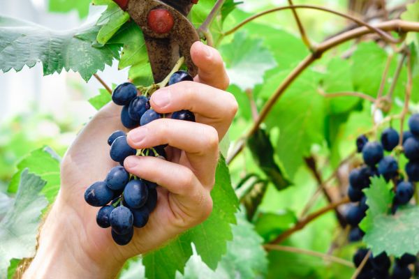Vineyard Pruning in Kennewick