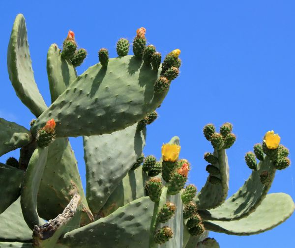 Cactus Removal in Kennewick