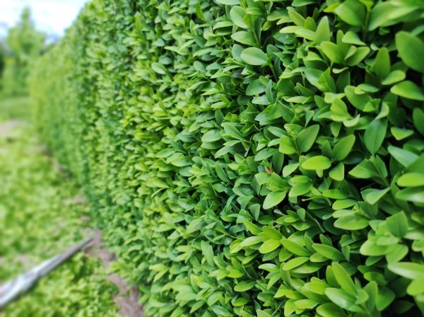 Boxwood Pruning in Kennewick