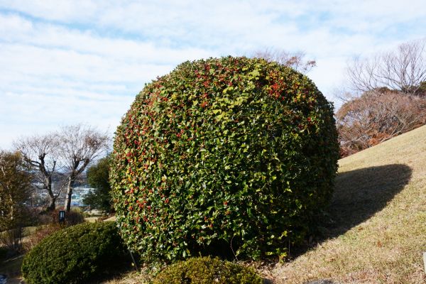 Holly Shrub Pruning in Kennewick