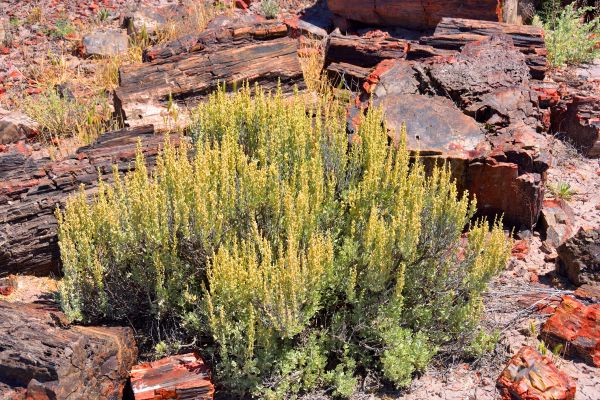 Sagebrush Removal in Kennewick