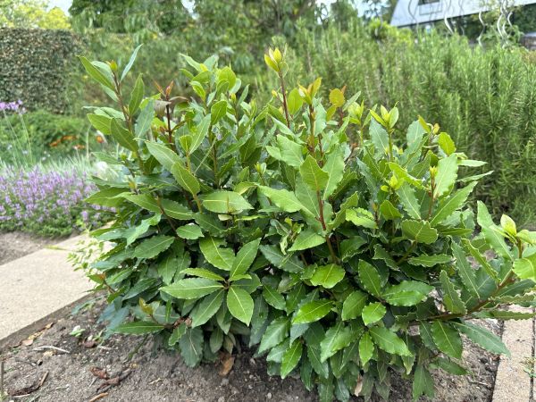 Laurel Hedge Trimming in Kennewick