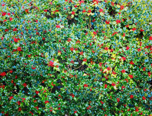 Holly Bush Removal in Kennewick