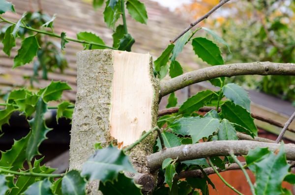 Holly Tree Removal in Kennewick