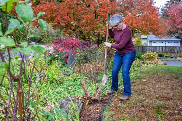 Dead Bush Removal in Kennewick