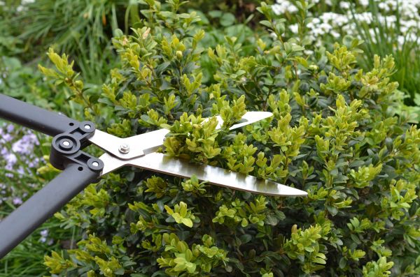 Boxwood Trimming in Kennewick