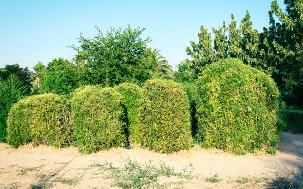 Bamboo Hedge Removal in Kennewick