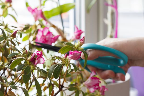 Azalea Pruning in Kennewick