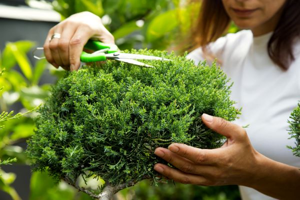 Juniper Shrub Pruning in Kennewick