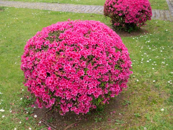 Rhododendron Pruning in Kennewick