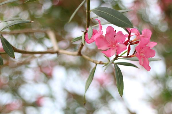 Oleander Removal in Kennewick