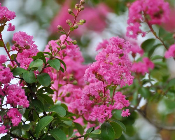 Crepe Myrtle Removal in Kennewick