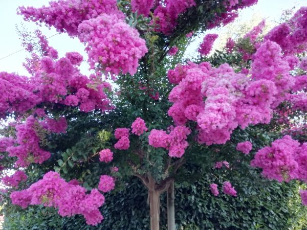 Crape Myrtle Pruning in Kennewick