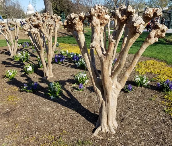 Myrtle Tree Removal in Kennewick